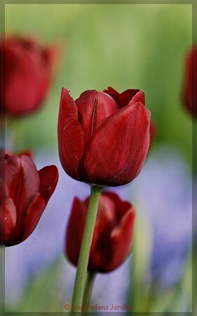Inge_de_Bruin