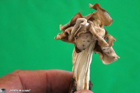 Helvelle crépue • Helvella crispa