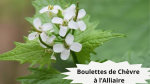 31 ALLIAIRE(4)Les boulettes de chèvre à l’Alliaire