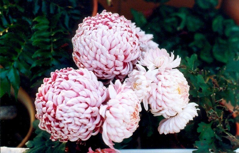 chrysanthèmes boules rose