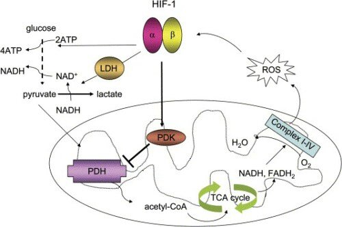 multiple-hypoxia-induced-cellular-metabolic-changes-are-regulated-by-hif-1