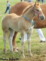 Poulain Boulonnais par Picon du Marais et Tina du Boncoin - Concours National - Samer (62) - 27 juillet 2014