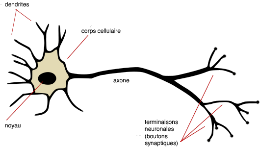 schema_neurone1