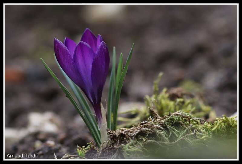 00106 Maison 2018 - Crocus