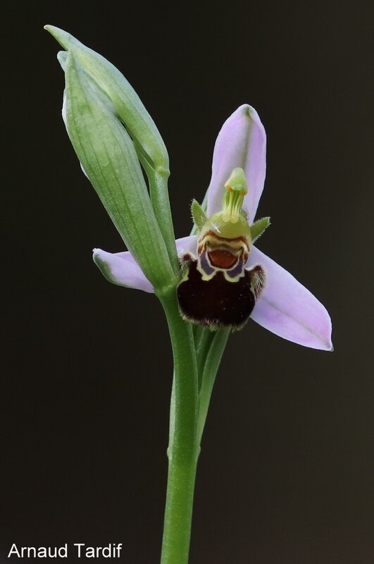 001083 Maison Mai 2020 - Ophrys Abeille - Pied 15