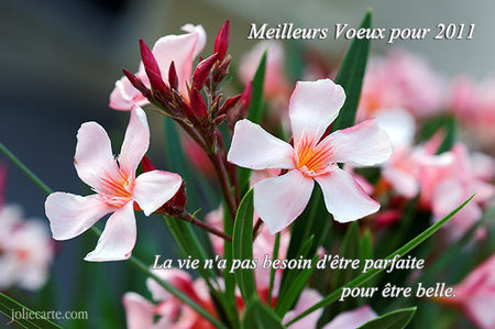 vie_merveilleuse_fleur