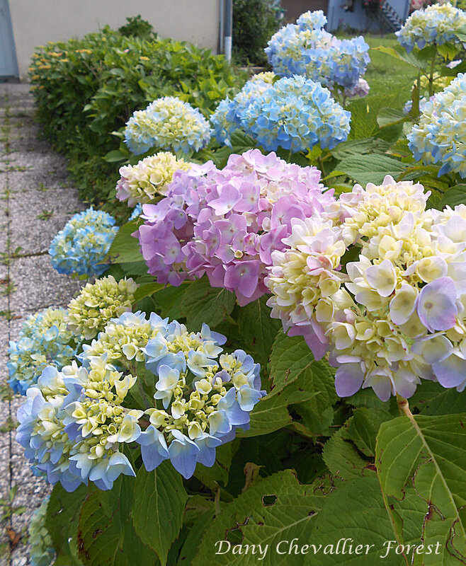 hortensias du jardin1
