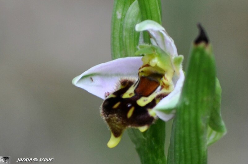 Orchidée abeille • Ophrys apifera