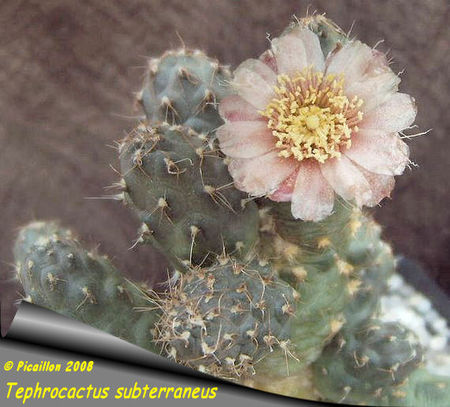 Tephrocactus_subterraneus_2008