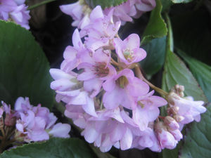 bergenia