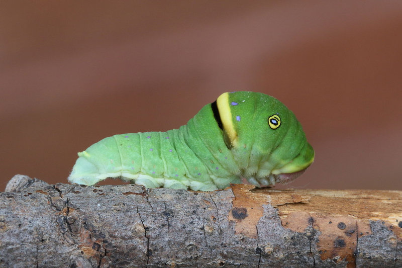 Papilio_canadensis_caterpillar_1