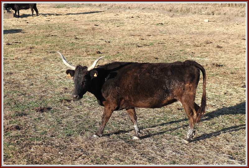 Vache N°129(1)