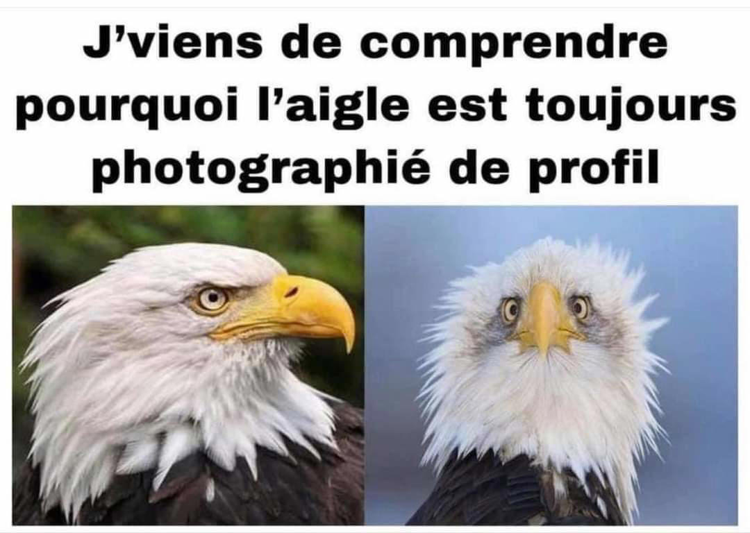 aigle de profil