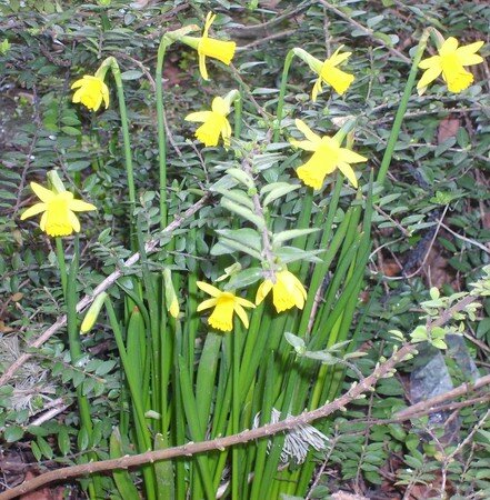 Jonquilles_Trinity_College