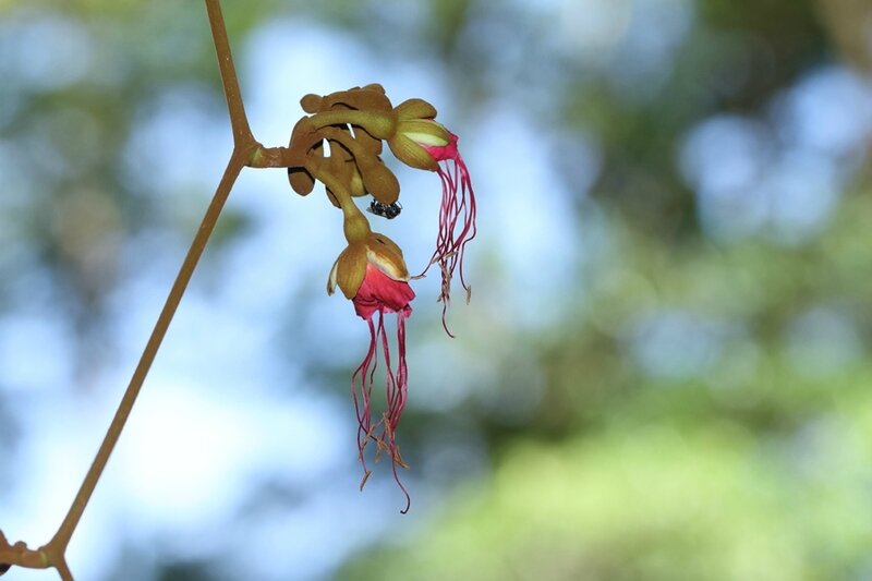 Eperua rubiginosa - Fleur de Wapa rivière