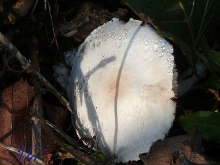 champignon_111113_2