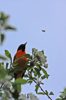 Oriole et insecte