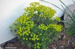 Euphorbia cyparissias