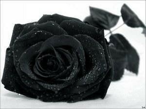 rose_noir