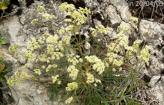 Trinia glauca Apiaceae