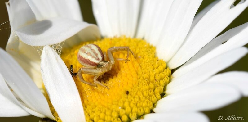 Araignée crabe - Runcinia Grammica (2)