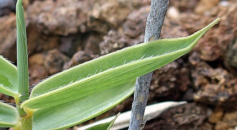 photo 48- Zoom sur les cils blancs du pourtour des jeunes feuilles de G montana