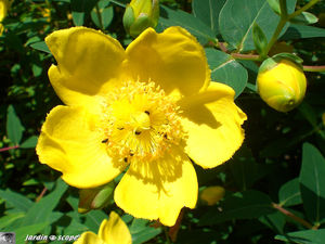 Hypericum_patulum_Hidcote_2