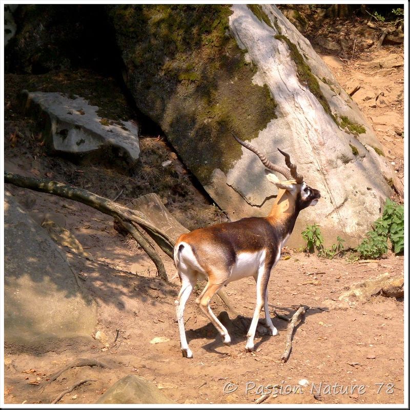 Antilope cervicapre 