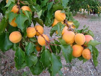 branche chargée d'abricots