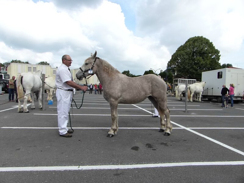 Eden de Vandelicourt - 3e 1 an - Local de St Pol - 20 Juin 2015 - Photo SHB