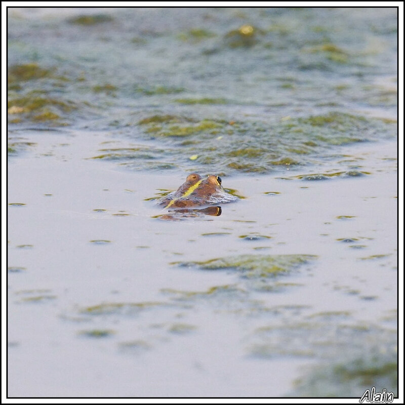 le bain de la grenouille