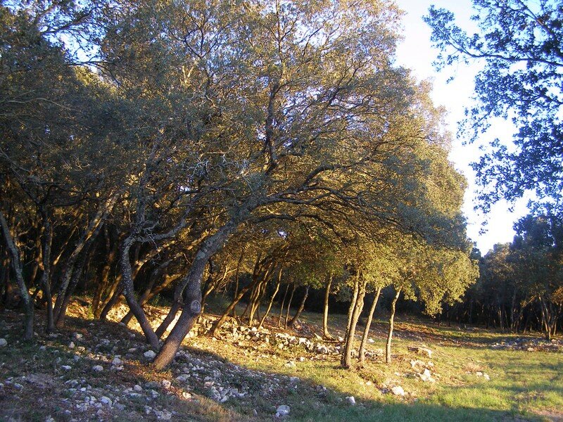 Forêt de chênes verts
