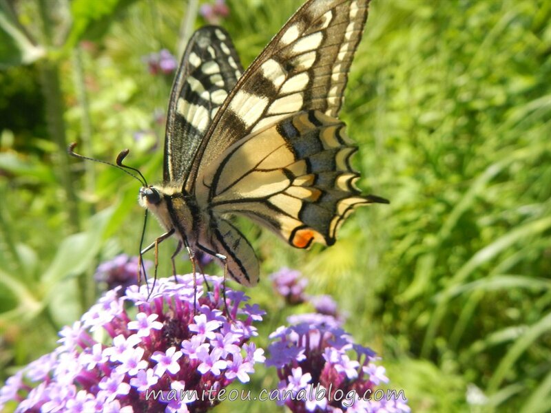 Machaon butinant (8)