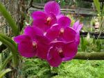 Jardin des orchidées - DSC08904