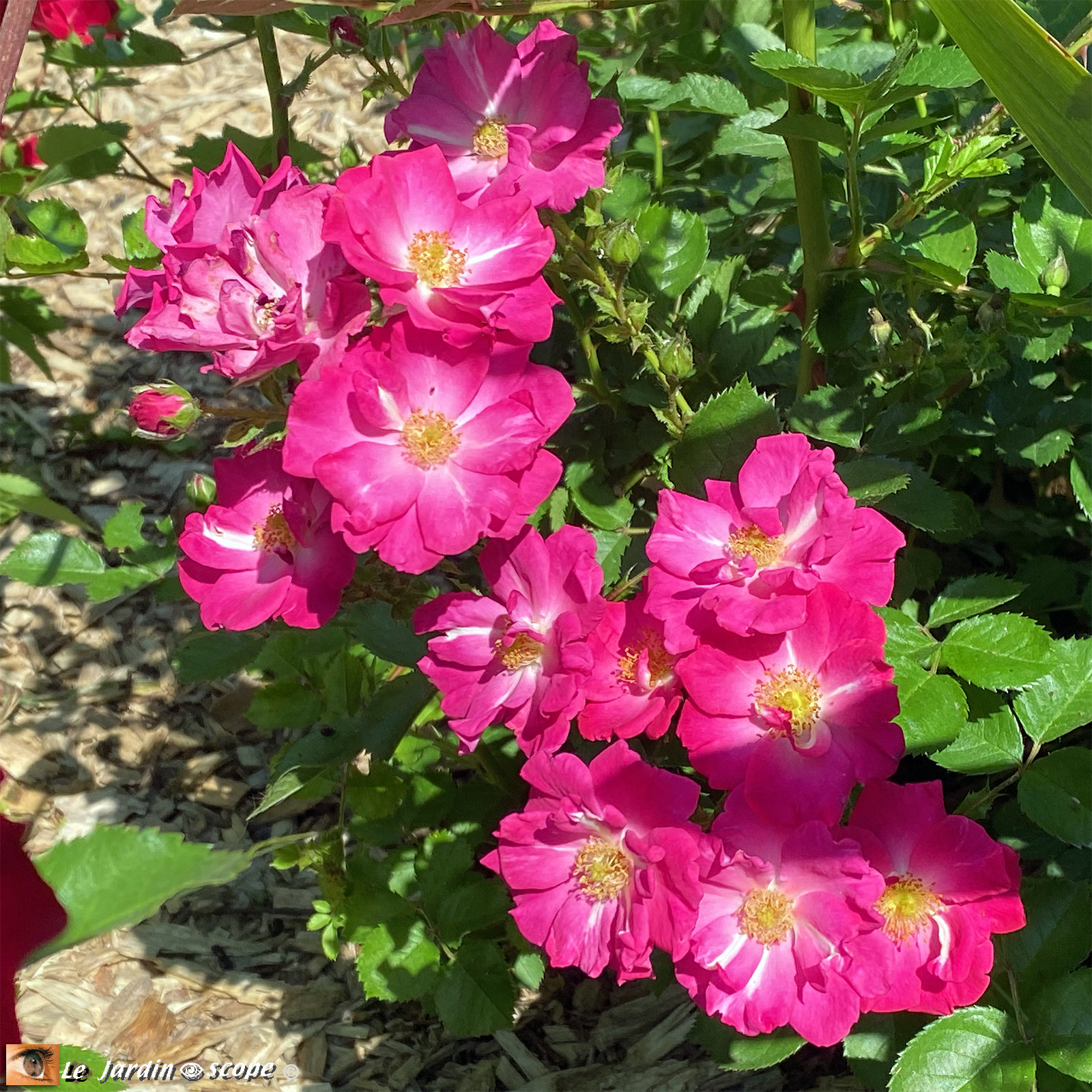 Rosa 'Myriam, Courir pour Elles®'