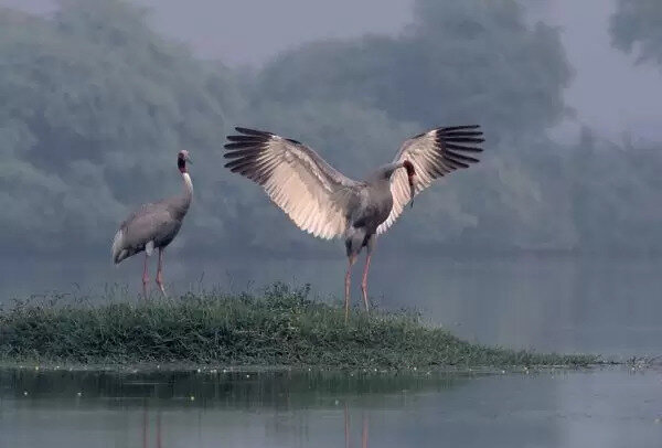 indian-sarus-crane-dancing-wings