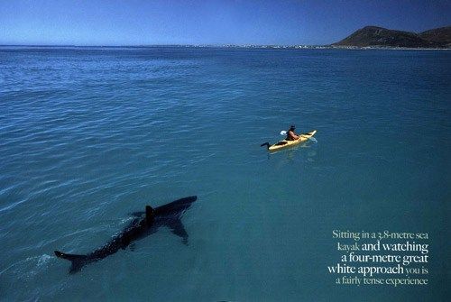 great_white_shark_kayak