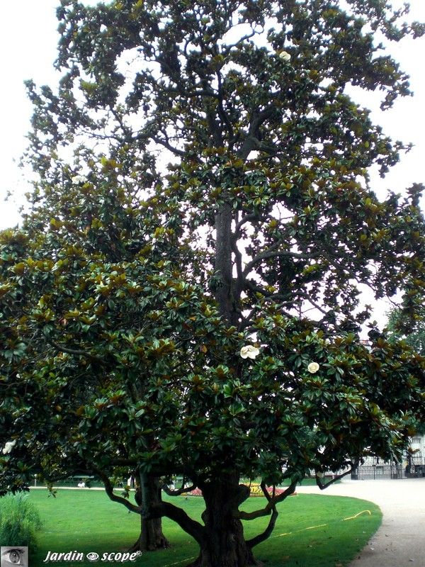 Magnolia grandiflora de belle taille !