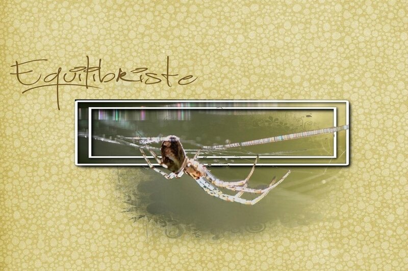 muttidesaski-thème-sept16-araignée