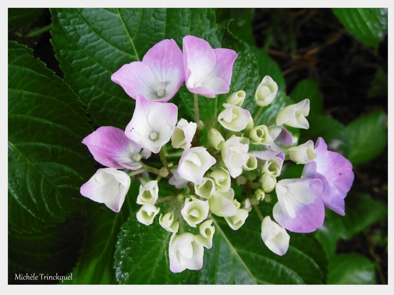 Mes hortensias 130618