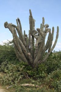 Aruba - Végétation - Cactus