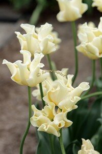 IMG_2513copie2