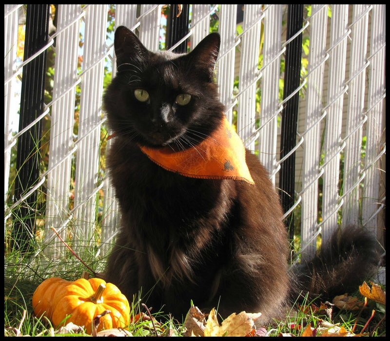 Black_cat_for_Halloween_1_by_MorbidMorticia