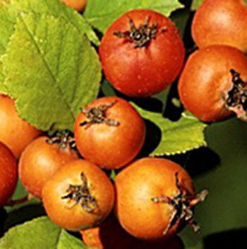 Source Jardins en Marche