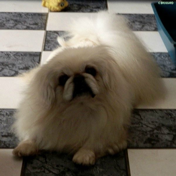 EPAGNEUL_PEKINOIS041