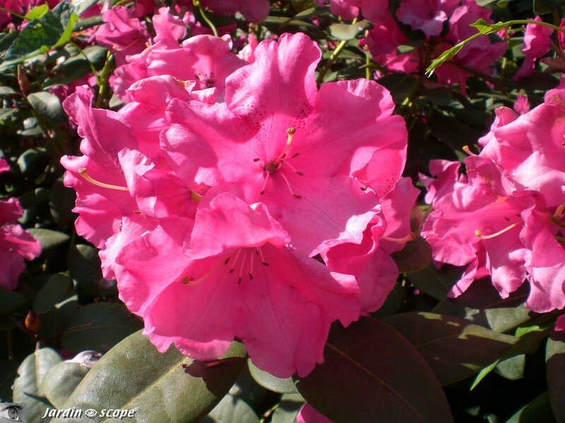 Rhododendron