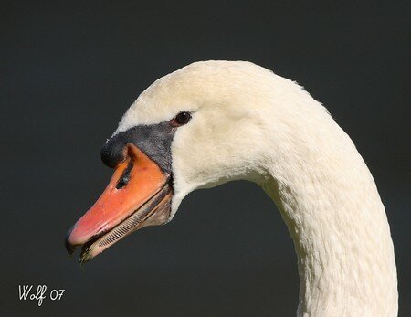 cygne_tubercule07_03