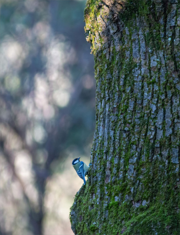 Oiseau mésange arbre 1 00124