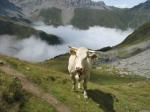 Lescun, lac d'Ansabère et vache (64)