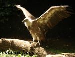 vautour_fouve_blog15